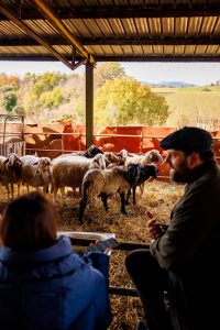 Bracciano Farm Cheesemaking Excursion | Katie Parla