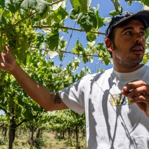 ICARO vineyard